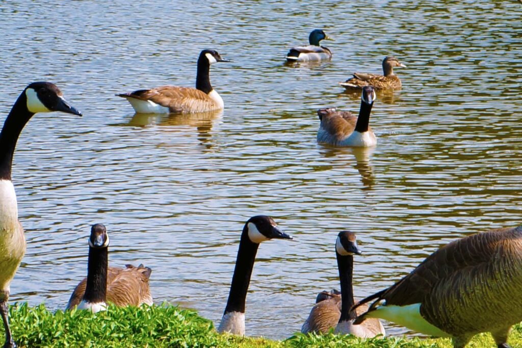 Best Solutions for Geese Issues Near Me