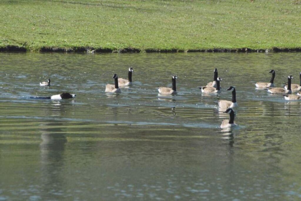 Top Rated Geese Herding Services Near Me