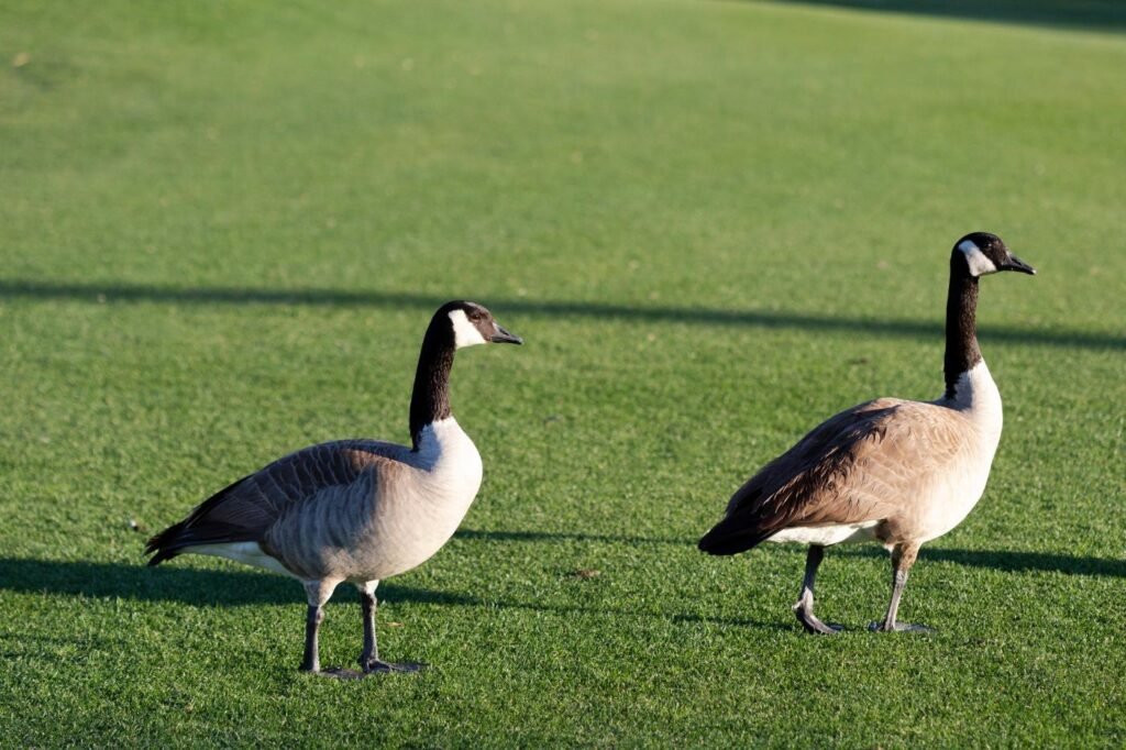 Best Company to have geese leave your property