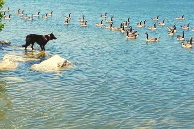 Best Geese Services in the North East