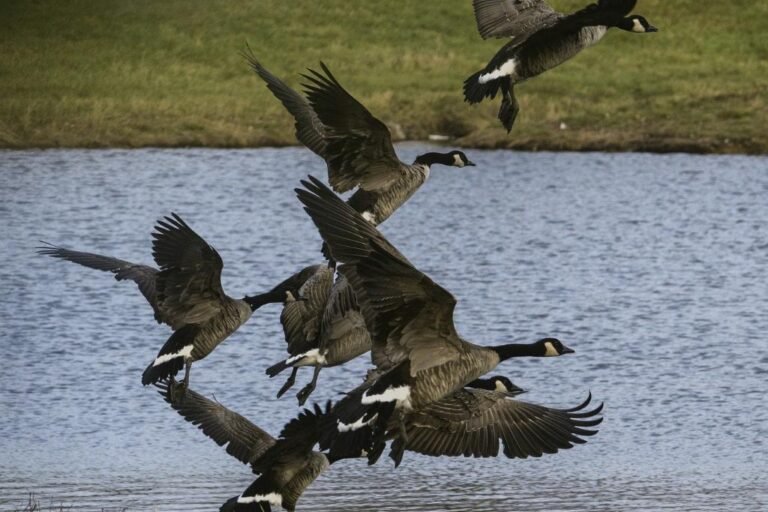 Best Geese Control Near Me in CT