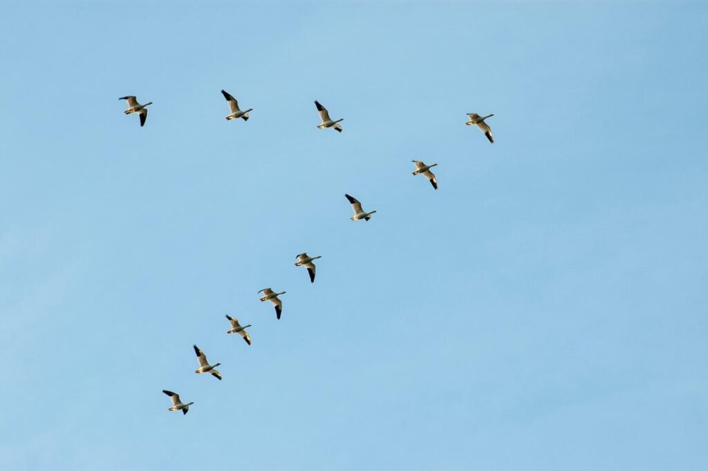 Best Company offering Canadian Goose Solutions near me