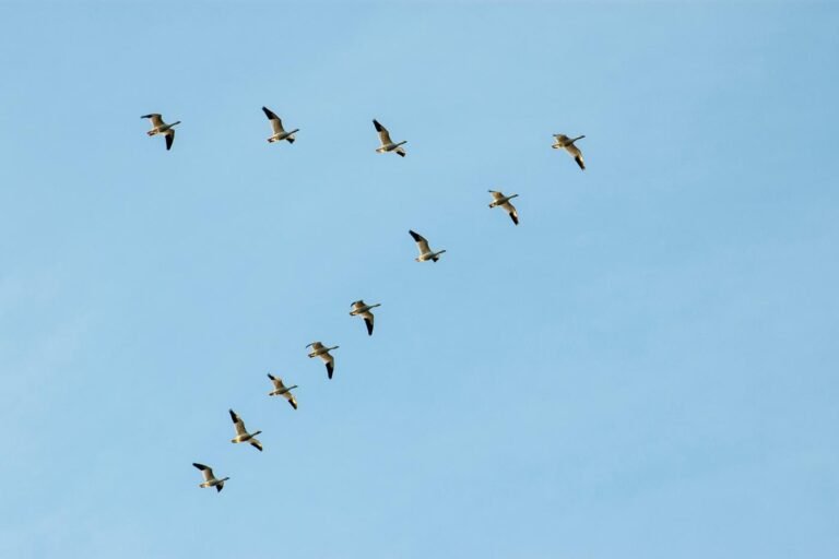 Best Company offering Canadian Goose Solutions near me