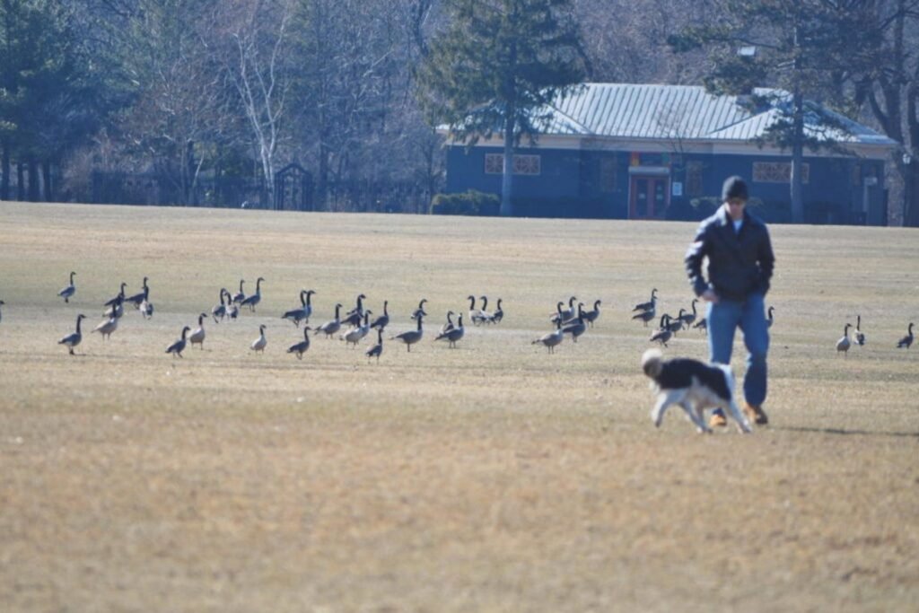Best Goose Herding Business in Tri State Area