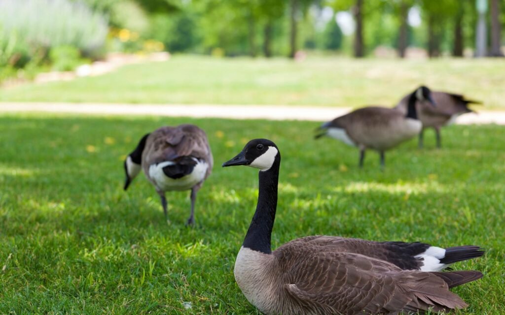 Affordable Geese Problem Solutions from Tri State Geese Patrol