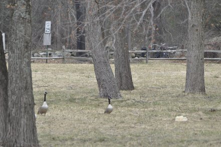 Best Geese Management Services Nearby